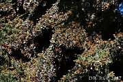 074 A61 00576