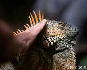 2018 BEL 053 D81 1692 Streichel-Leguan JPEG1500WZw