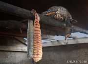 2018 KAN 158 D82 9246 JPEG1500WZw