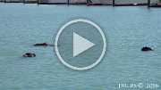 2018 USA 174 A63 C0028 Otter im Seward-Hafen