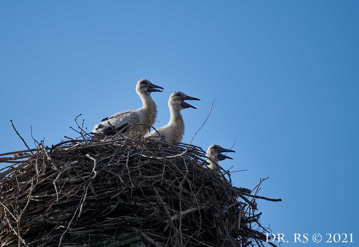 2021 DE D85 0365 J15Ww