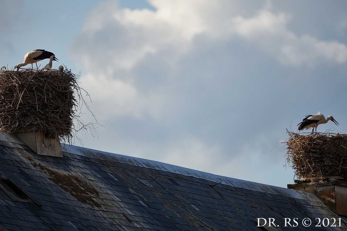 2021 DE D85 0368 J15Ww