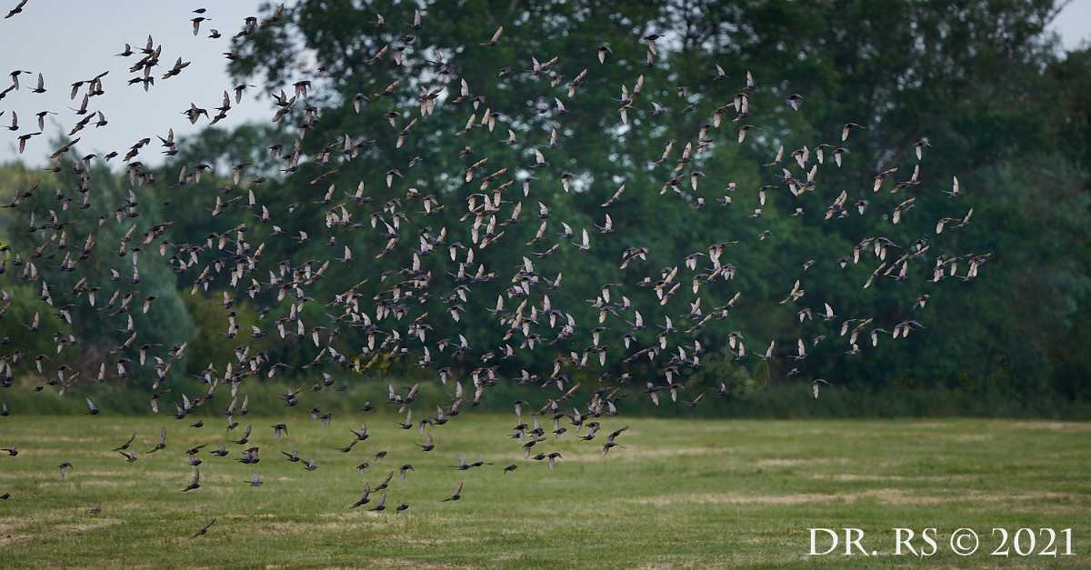 2021 DE D85 0407 J15Ww