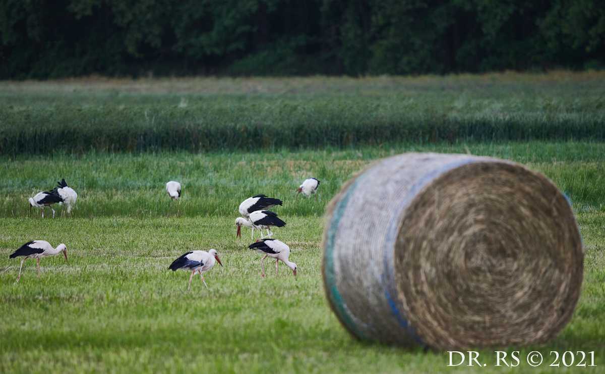 2021 DE D85 0417+ J15Ww